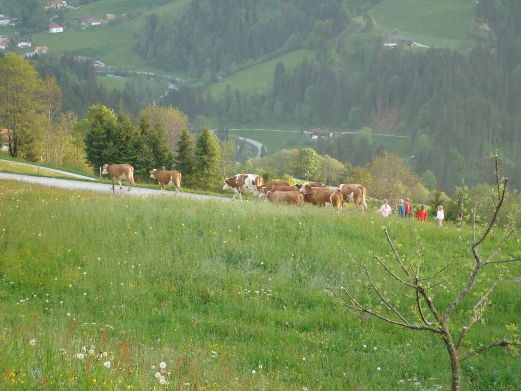 Siedlerhof Lägenhet Hopfgarten im Brixental Exteriör bild